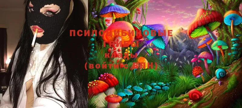 mega онион  Анжеро-Судженск  Псилоцибиновые грибы Psilocybe 